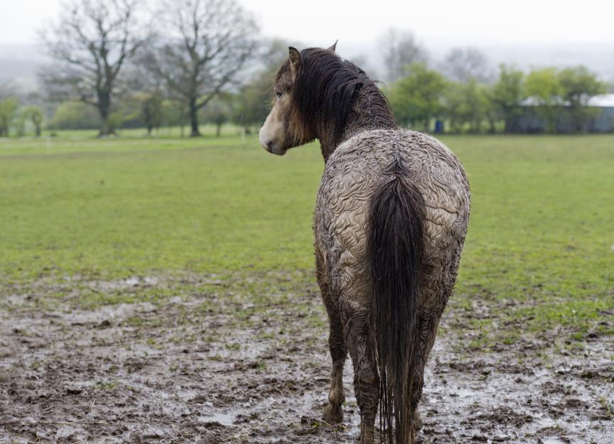 Rain Rot in Horses PetMD